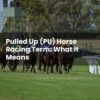 Pulled Up (PU) Horse Racing Term: What It Means