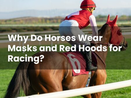 Why Do Horses Wear Masks and Red Hoods for Racing?