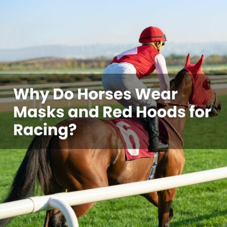 Why Do Horses Wear Masks and Red Hoods for Racing?