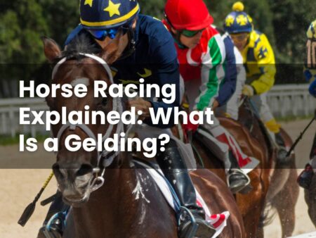 Horse Racing Explained: What Is a Gelding?