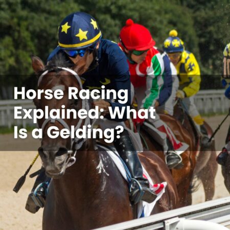 Horse Racing Explained: What Is a Gelding?
