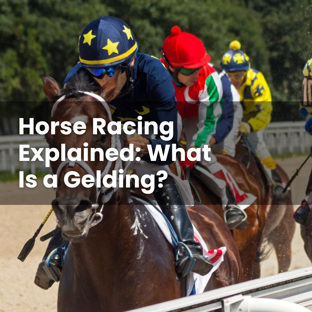 Horse Racing Explained: What Is a Gelding? - Chief Gambler
