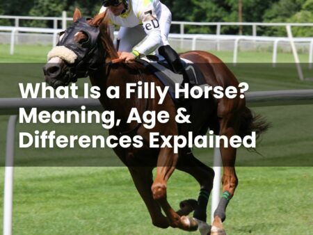 What Is a Filly Horse? Meaning, Age & Differences Explained